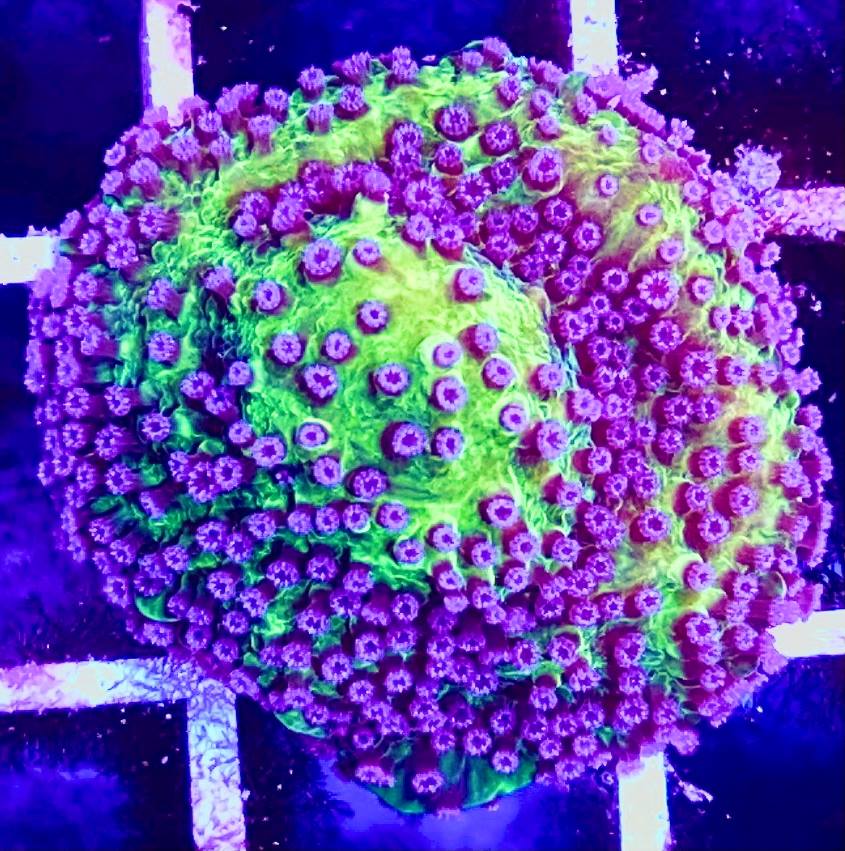 Green Purple Polyp Montipora