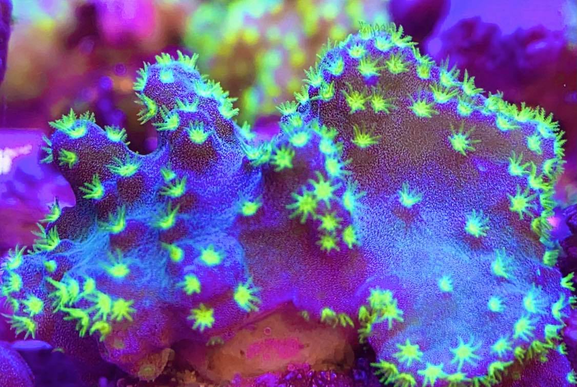 Purple Green Finger Leather Coral
