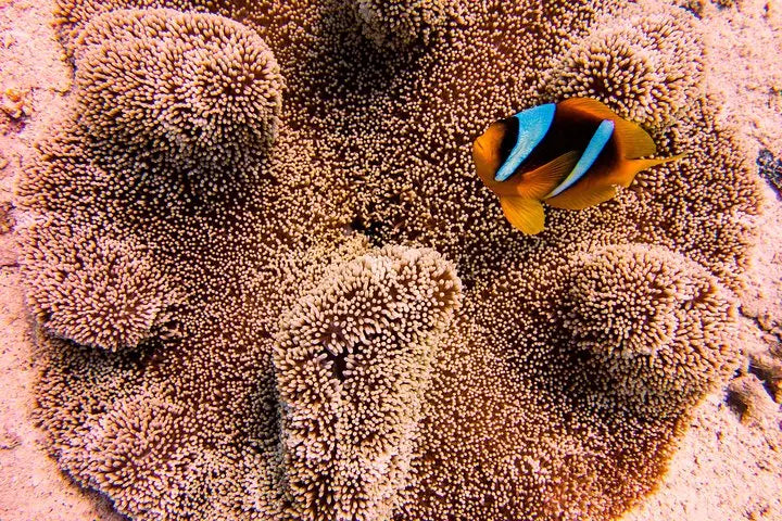 Mertensii Carpet Anemone