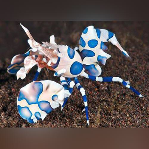Harlequin Shrimp - Violet Sea Fish and Coral