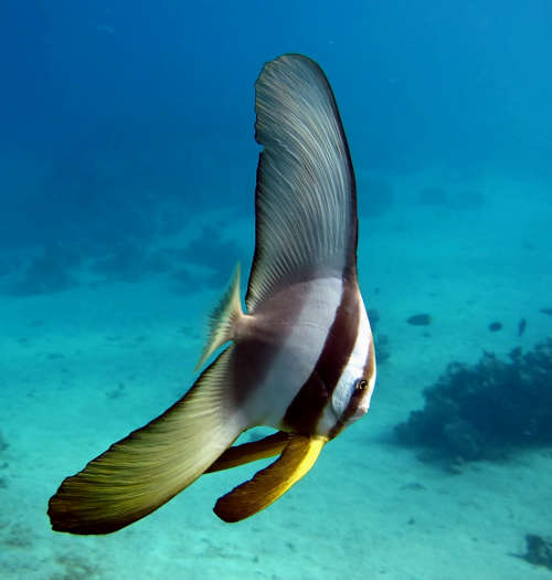 Teira Batfish - Violet Sea Fish and Coral
