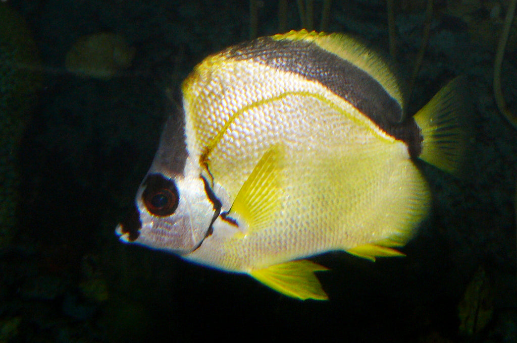 Blacknose Butterflyfish Size: 5" to 6" (Costa Rica)