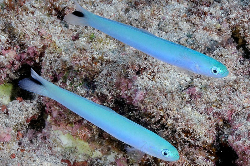 Blue Gudgeon Dartfish - Violet Aquarium