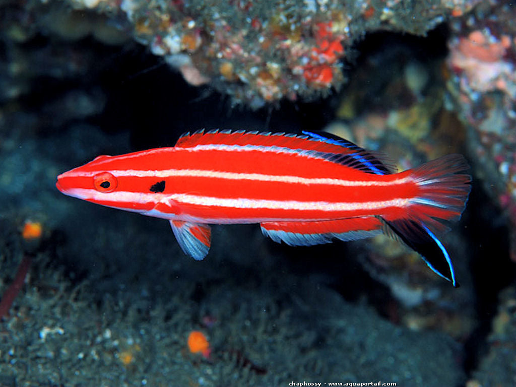 Blackspot Hogfish (Rare) - Violet Aquarium