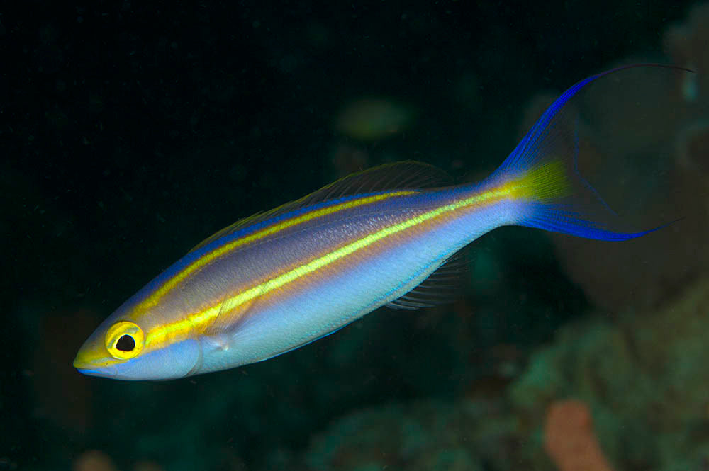 Banana Fish - Violet Sea Fish and Coral