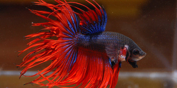 Fancy Betta Fish