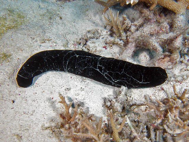 Black Sea Cucumber - Violet Sea Fish and Coral