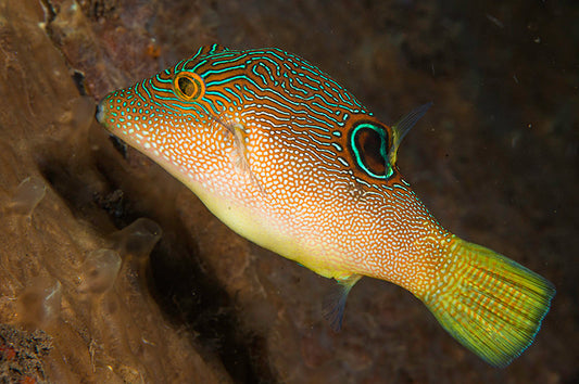 Sharpnose Toby Pufferfish - Violet Sea Fish and Coral