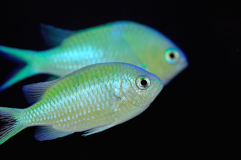 Green Chromis Fish - Violet Aquarium