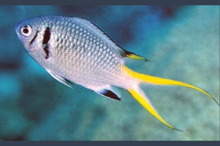 Double Bar Chromis Size: M 1.5" to 2.5"