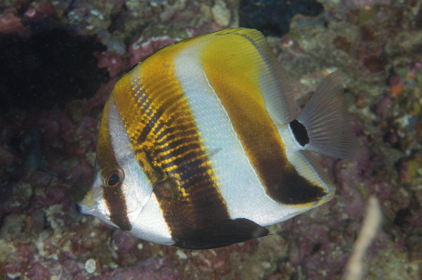 Hi Fin Coradion Butterflyfish Size: XXL/Show 6” and Above
