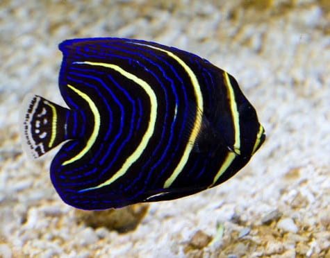 Cortez Angelfish Juvenile (Coasta Rica) Size: M 2" to 3"