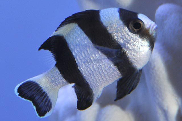 Four Stripe Damselfish - Violet Sea Fish and Coral