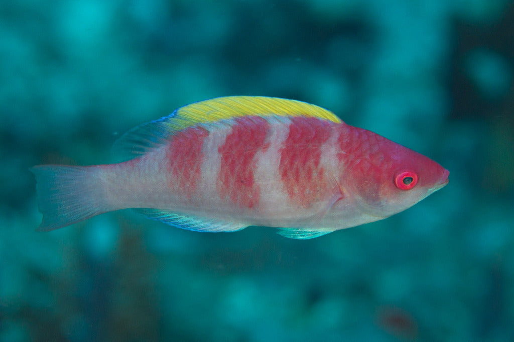 Koi Fairy Wrasse Size: Tiny 1" or Below