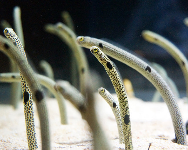 Spotted Garden Eel - Violet Sea Fish and Coral