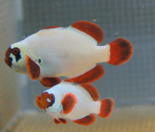 Gold Nugget Maroon Clownfish - Violet Aquarium