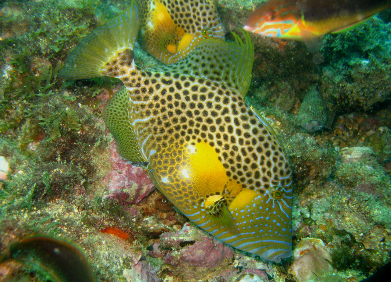 Golden Heart Triggerfish (Rare West Africa) Size: Show 7" to 12"