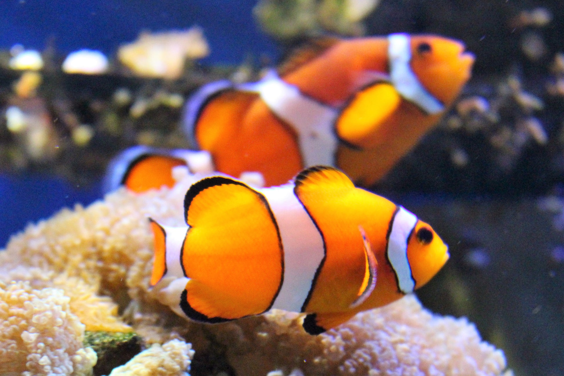 True Percula Clownfish - Violet Aquarium