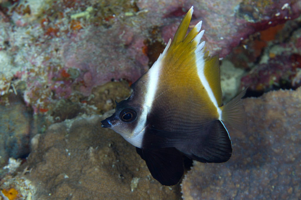 Heniochus Brown Butterflyfish Size L: 4" to 5"