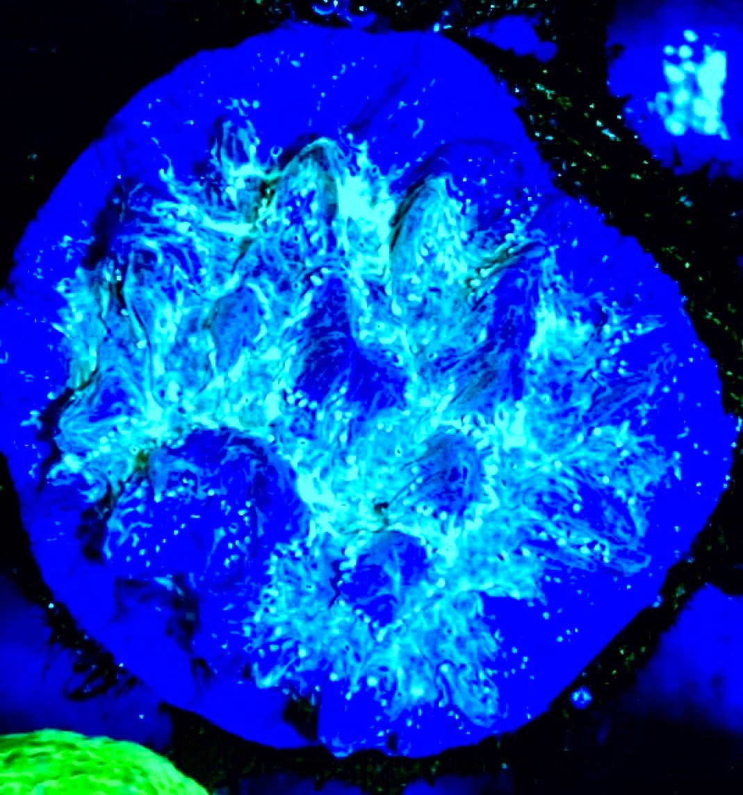 Purple Blast Hydnophora Size: M 0.75" to 1" Approx - Violet Aquarium