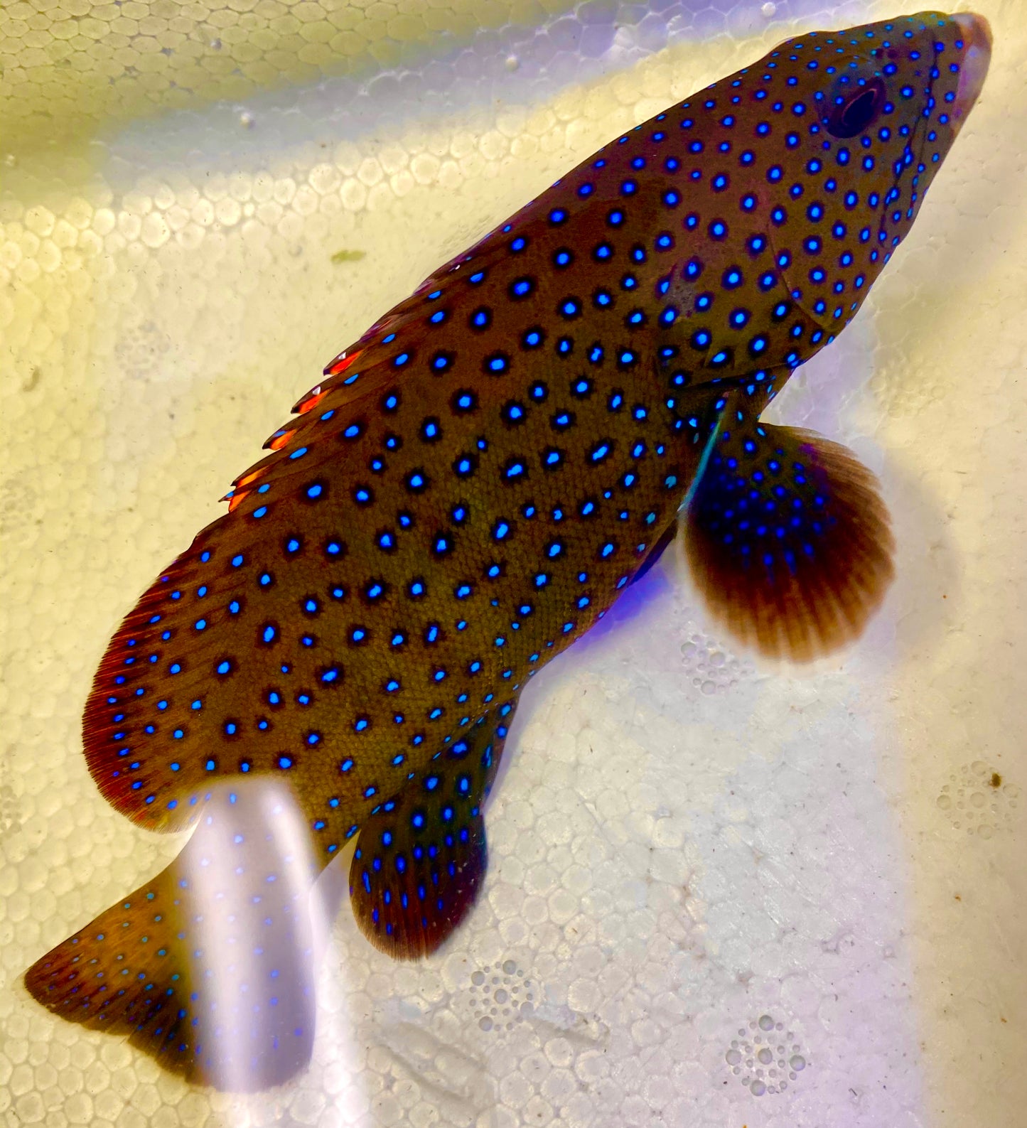 Argus Grouper Size: S 1" to 3"