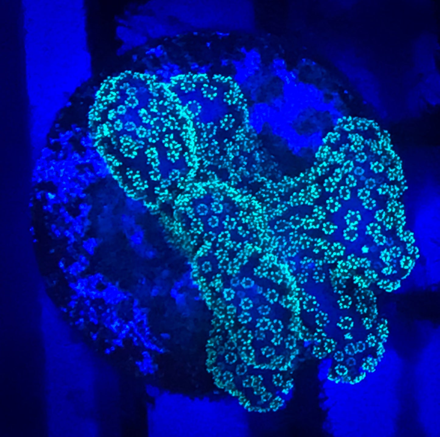 Stylophora Coral (Green) - Violet Sea Fish and Coral