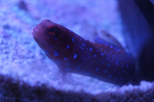 Blue Spotted Jawfish - Violet Sea Fish and Coral