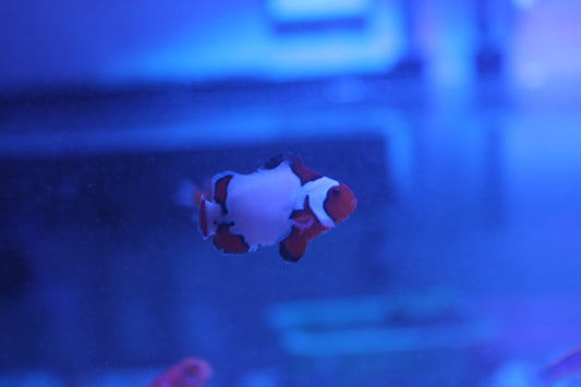 Extreme Snow Onyx Clownfish - Violet Sea Fish and Coral