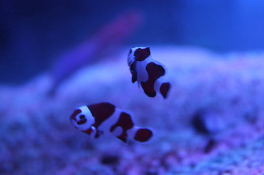 Mocha Storm Clownfish - Violet Sea Fish and Coral