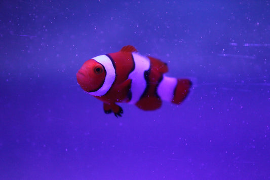 Picasso Clownfish - Violet Sea Fish and Coral