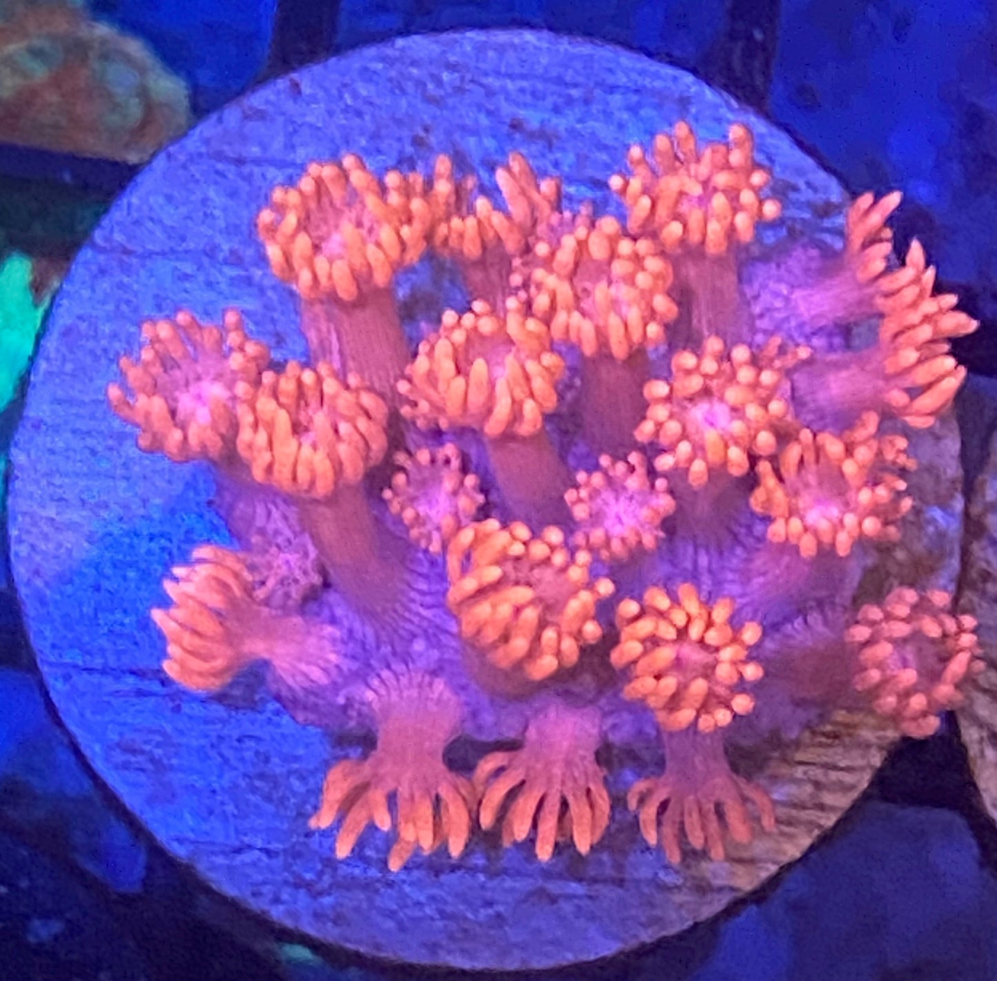 Pink Goniopora Coral