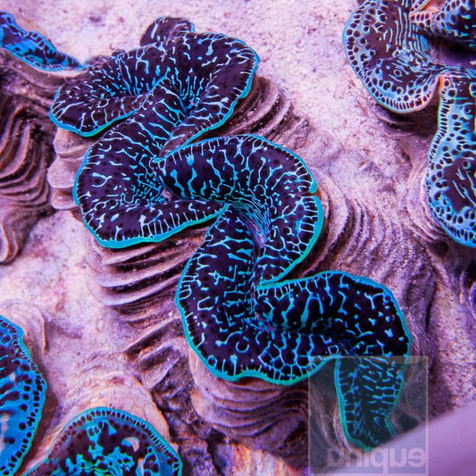 Maxima Ultra Clam - Violet Sea Fish and Coral