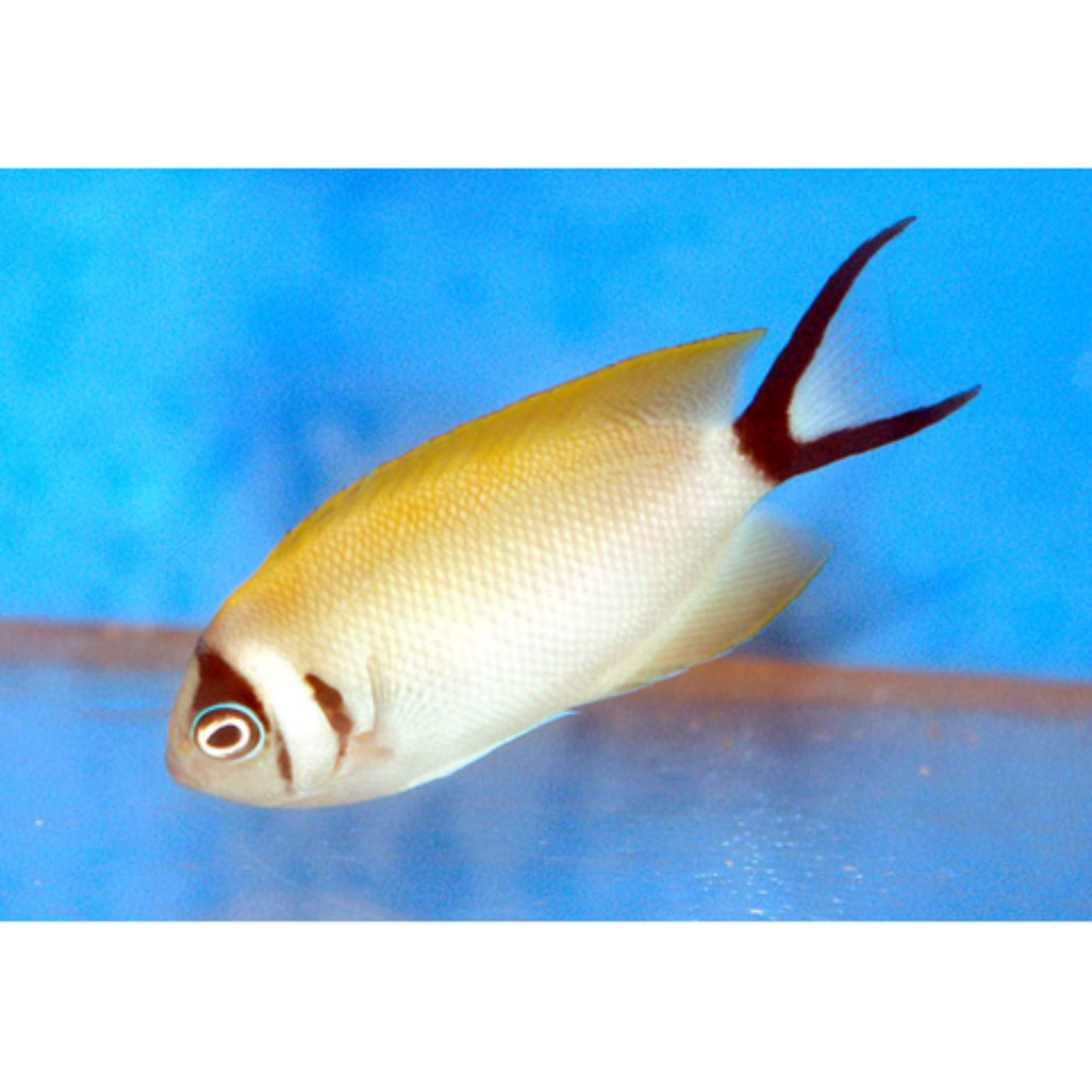 Masked Swallowtail Angelfish - Violet Aquarium