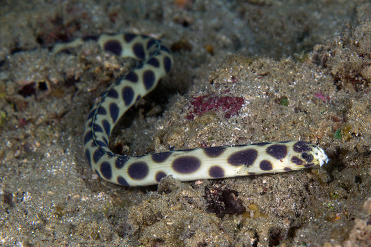 Leopard Snake Eel