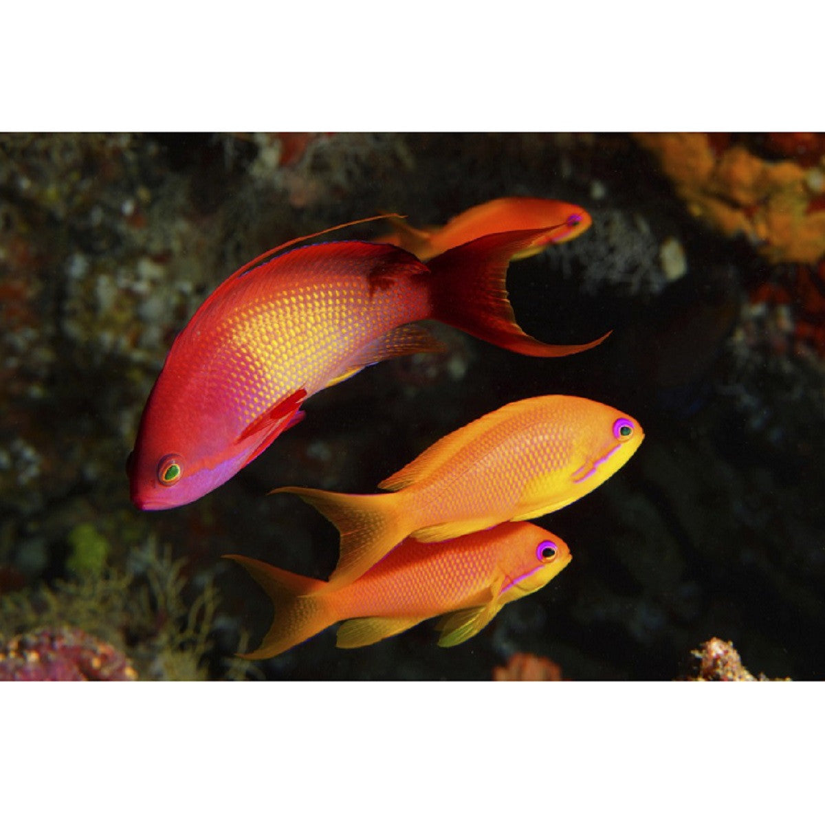 Lyretail Anthias - Violet Aquarium