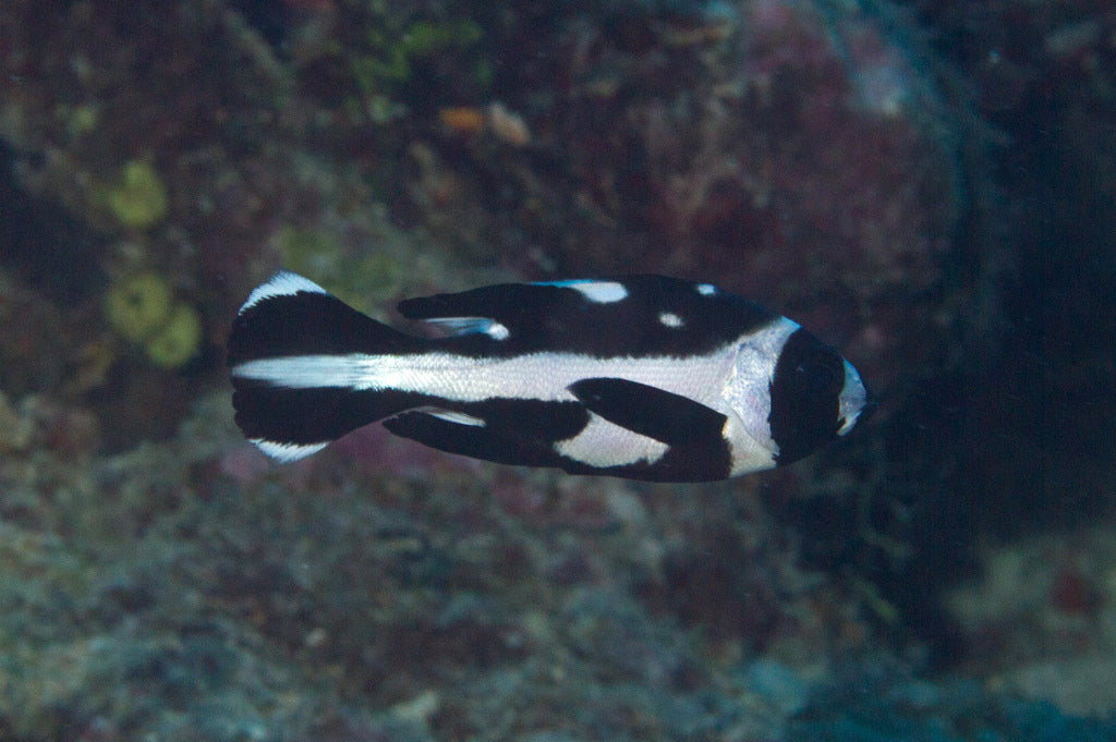 Black and White Snapper Size: S 1" to 2"