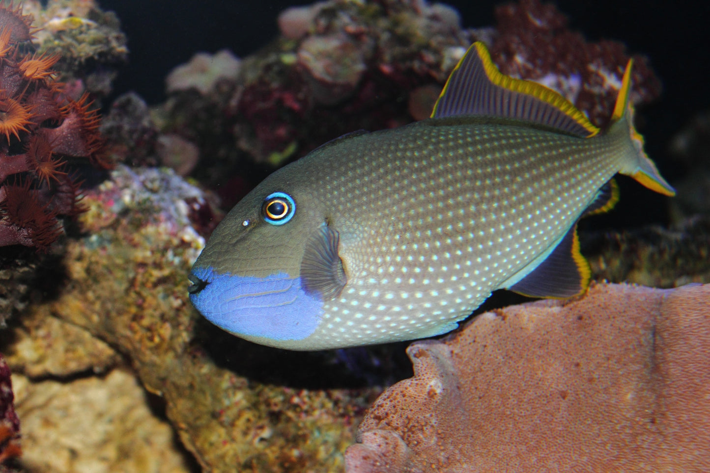 Bluethroat Triggerfish (Reefsafe) - Violet Aquarium