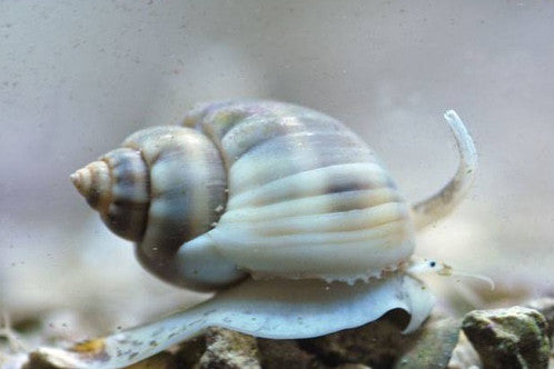 Nassarius Snail - Violet Sea Fish and Coral