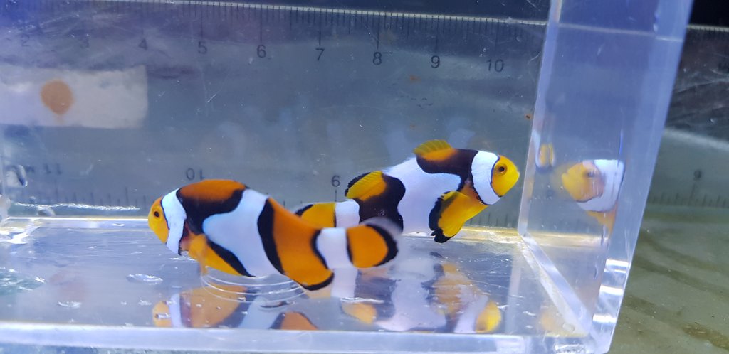 Onyx True Percula Clownfish Bali A GRADE