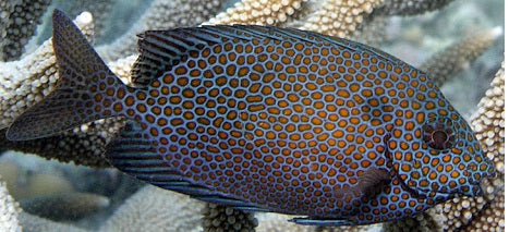 Orange Spotted Rabbitfish Size: S 2" to 3"