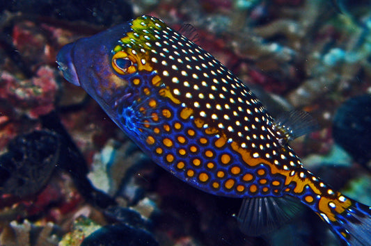 Whitespotted Boxfish - Violet Sea Fish and Coral