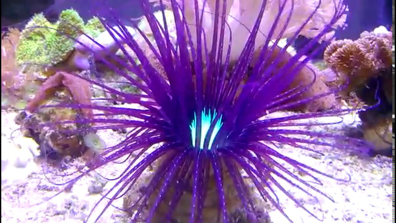 Purple/Black Tube Anemone