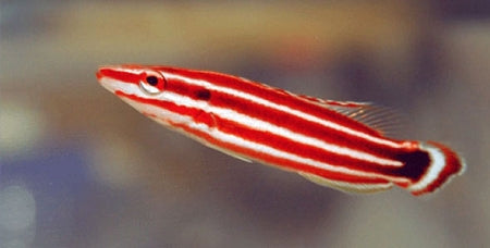 Candy Stripe Hogfish - Violet Aquarium