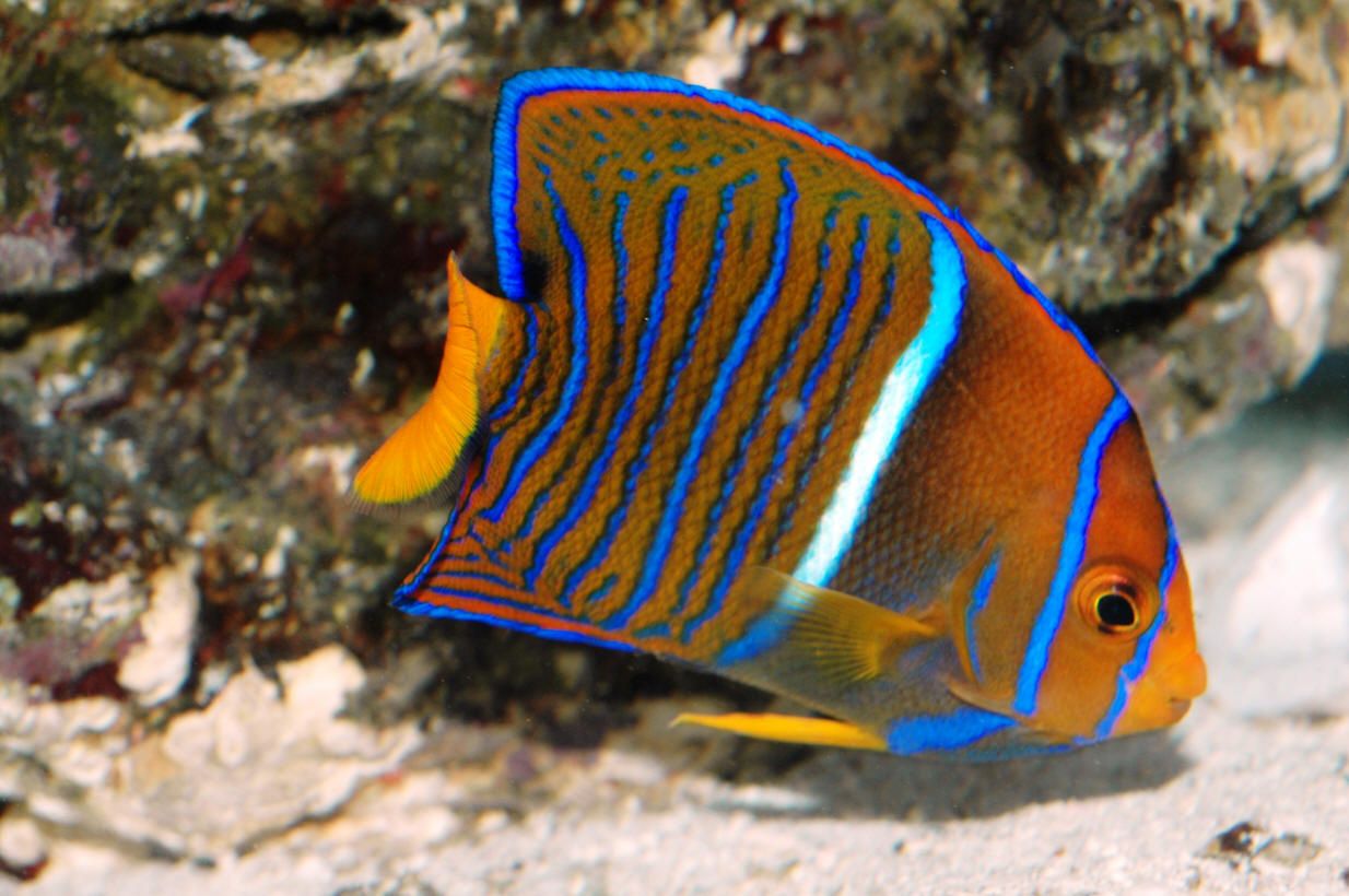 Passer King Angelfish - Violet Sea Fish and Coral
