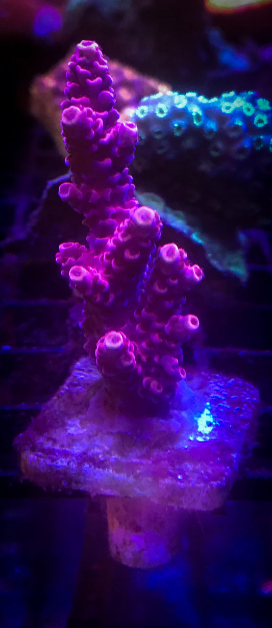 Millepora Coral (PInk) - Violet Sea Fish and Coral