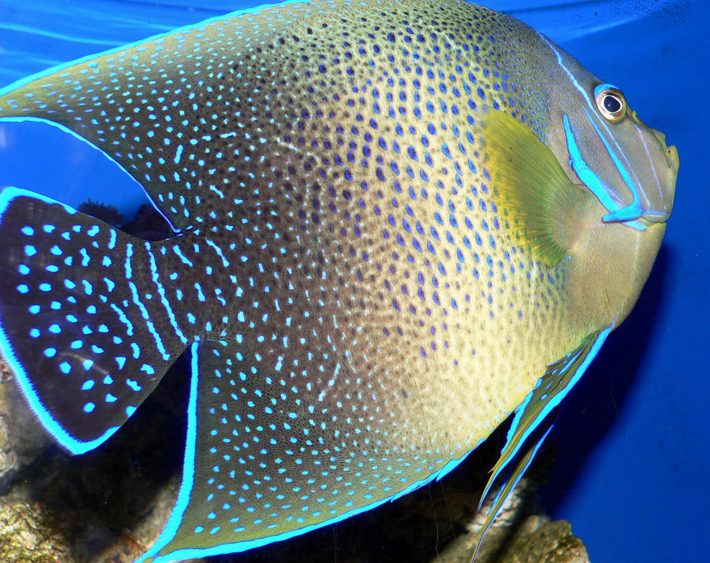 Koran Angelfish Adult - Violet Aquarium