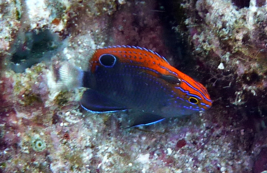 Princess Damselfish - Violet Sea Fish and Coral
