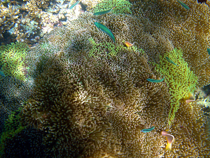 Mertensii Carpet Anemone