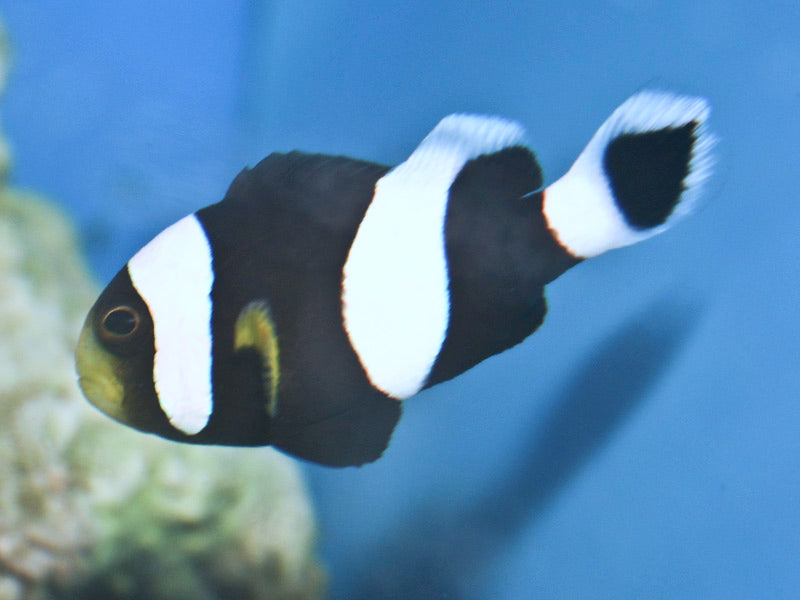 Black Saddleback Clownfish - Violet Aquarium