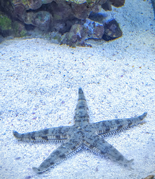 Sand Shifting Starfish - Violet Sea Fish and Coral